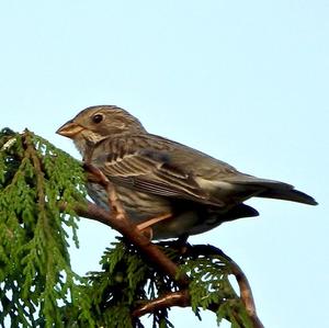 Ortolan Bunting