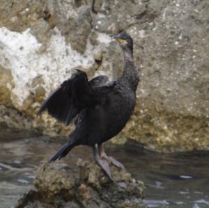 Great Cormorant