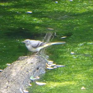 Grey Wagtail