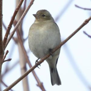 Eurasian Chaffinch