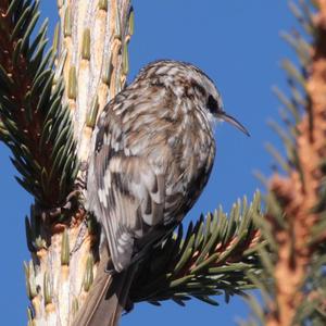 Short-toed Treecreeper