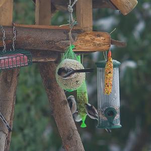 Long-tailed Tit