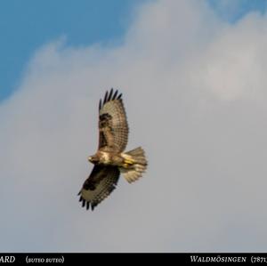 Mäusebussard