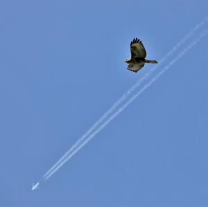 Common Buzzard