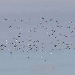 Northern Lapwing