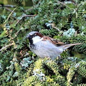 House Sparrow