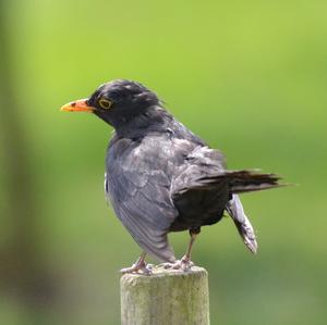 Eurasian Blackbird