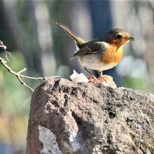 European Robin