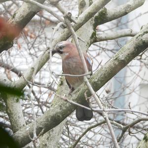 Eurasian Jay