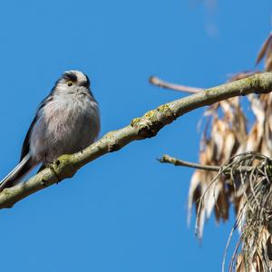 Long-tailed Tit