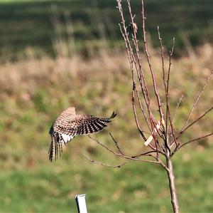 Common Kestrel