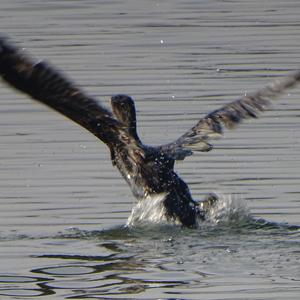 Great Cormorant