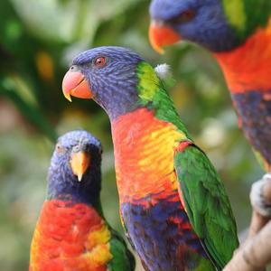 Rainbow Lorikeet