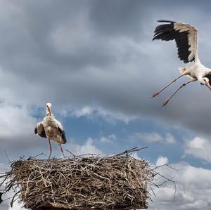 White Stork