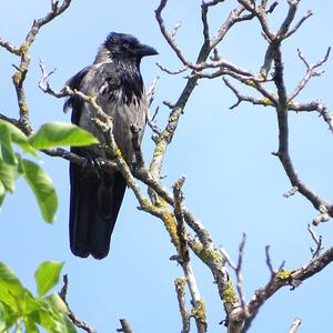 Hooded Crow