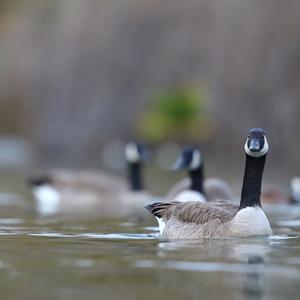 Canada Goose