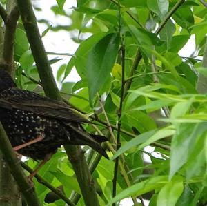 Common Starling