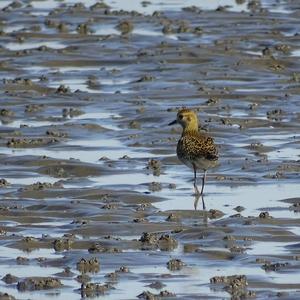 Eurasian Golden Plover