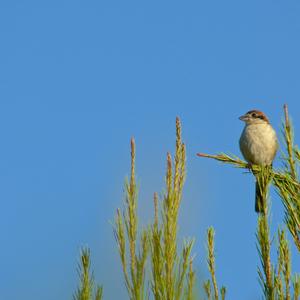 Woodchat Shrike