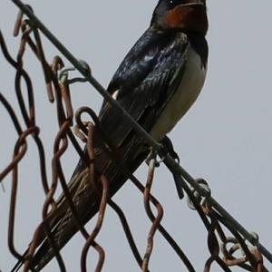 Barn Swallow