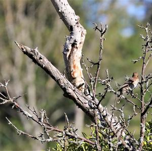 Mistle Thrush