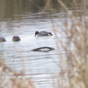 Common Teal