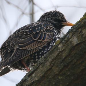 Common Starling