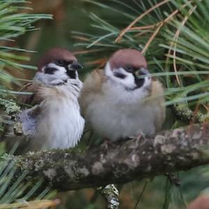 Eurasian Tree Sparrow