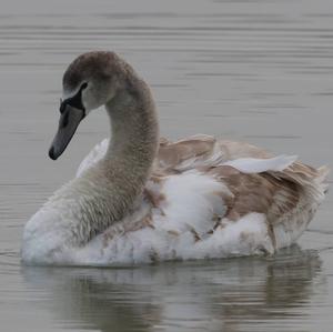 Mute Swan