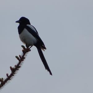 Black-billed Magpie