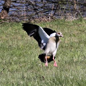 Egyptian Goose