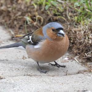 Eurasian Chaffinch