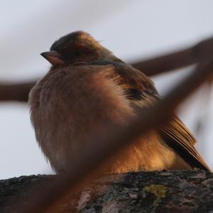 Eurasian Chaffinch