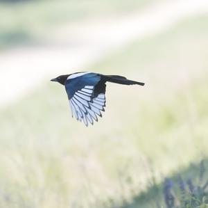 Black-billed Magpie