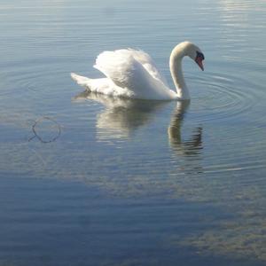 Whooper Swan