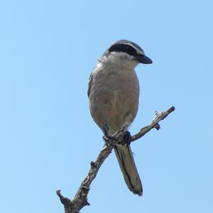 Great Grey Shrike