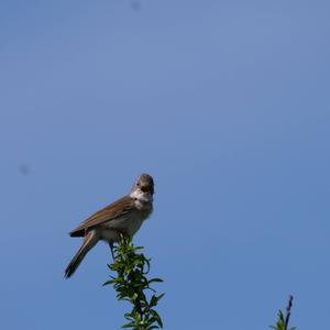 Common Whitethroat