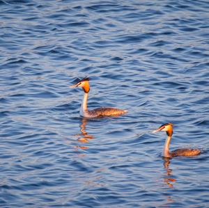 Great Crested Grebe