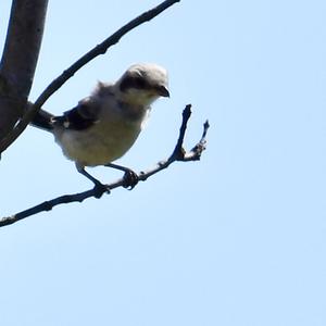 Great Grey Shrike