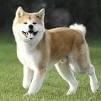 Akita Inu