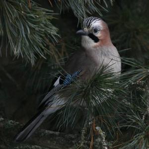 Eurasian Jay