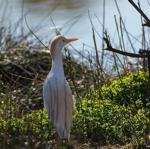 Cattle Egret