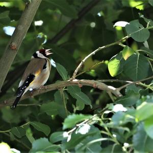 European Goldfinch