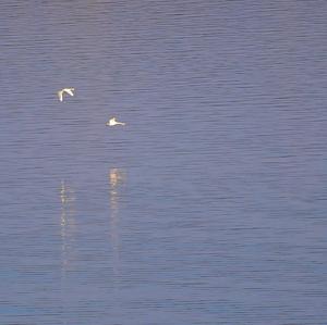 Mute Swan