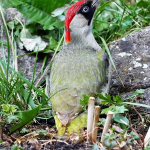 Eurasian Green Woodpecker