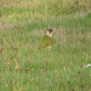 Eurasian Green Woodpecker