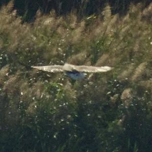 White-tailed Eagle