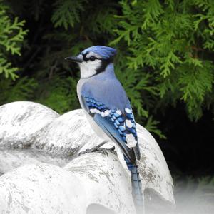 Blue Jay