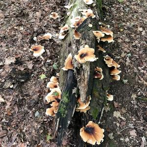 Black-footed Polypore
