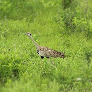 Black-bellied Bustard